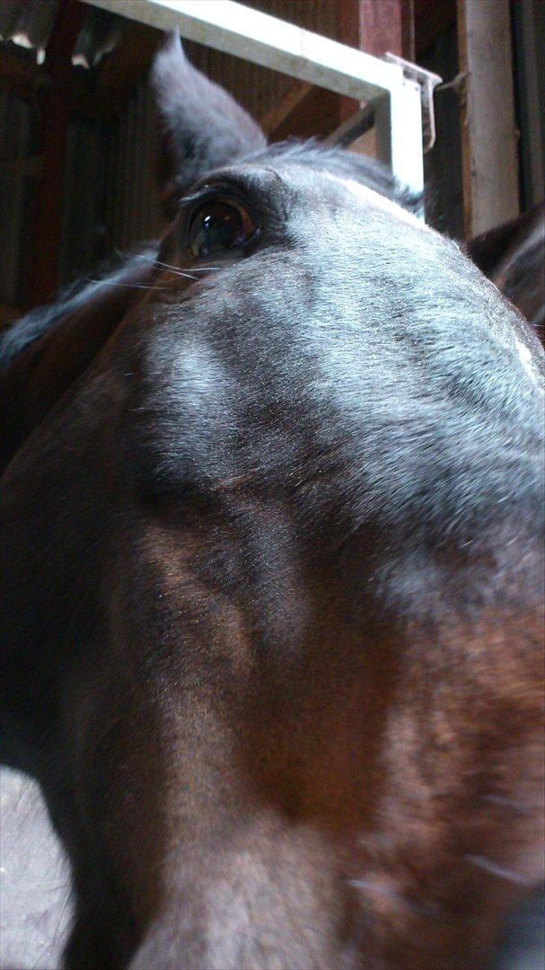 Dansk Varmblod Baronessen *Elevhest* (Har redet) - Har du nogle godbidder? billede 3