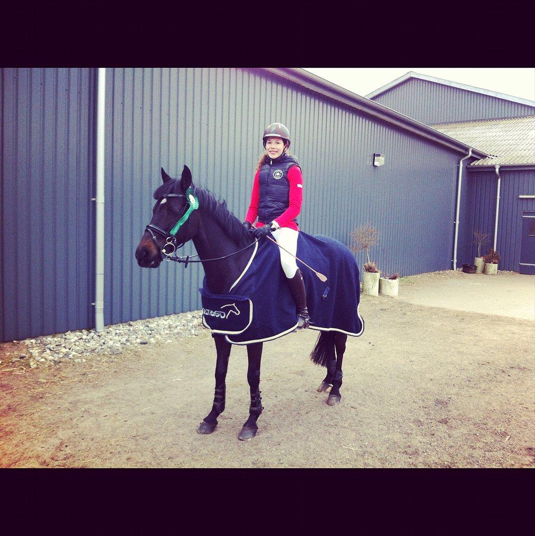 DSP Tovdal´s Ace of Diamonds B-PONY solgt - 2012 <3 Hedensted marts efter en perfekt tur i LA** og en dejlig 5. plads <3 billede 14