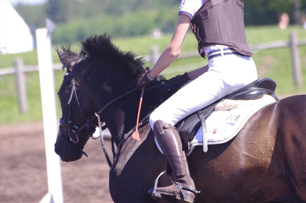 DSP Tovdal´s Ace of Diamonds B-PONY solgt - Hver eneste ridetur på dig, er en drøm :') <33 billede 15