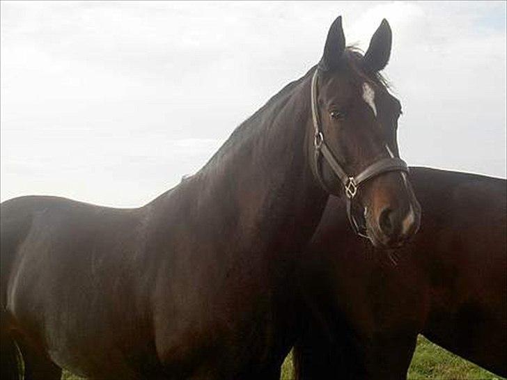 Oldenborg Altair Kikmose billede 3