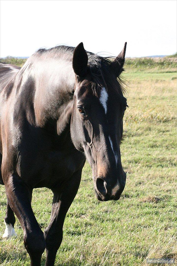 Oldenborg Altair Kikmose billede 6