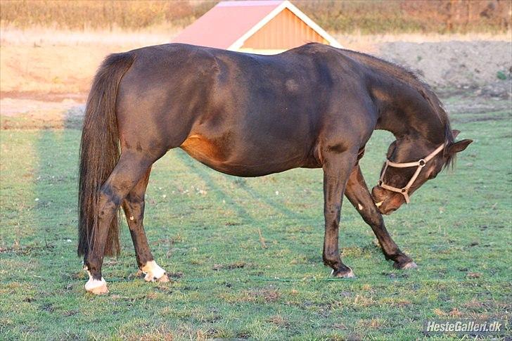 Oldenborg Altair Kikmose billede 7