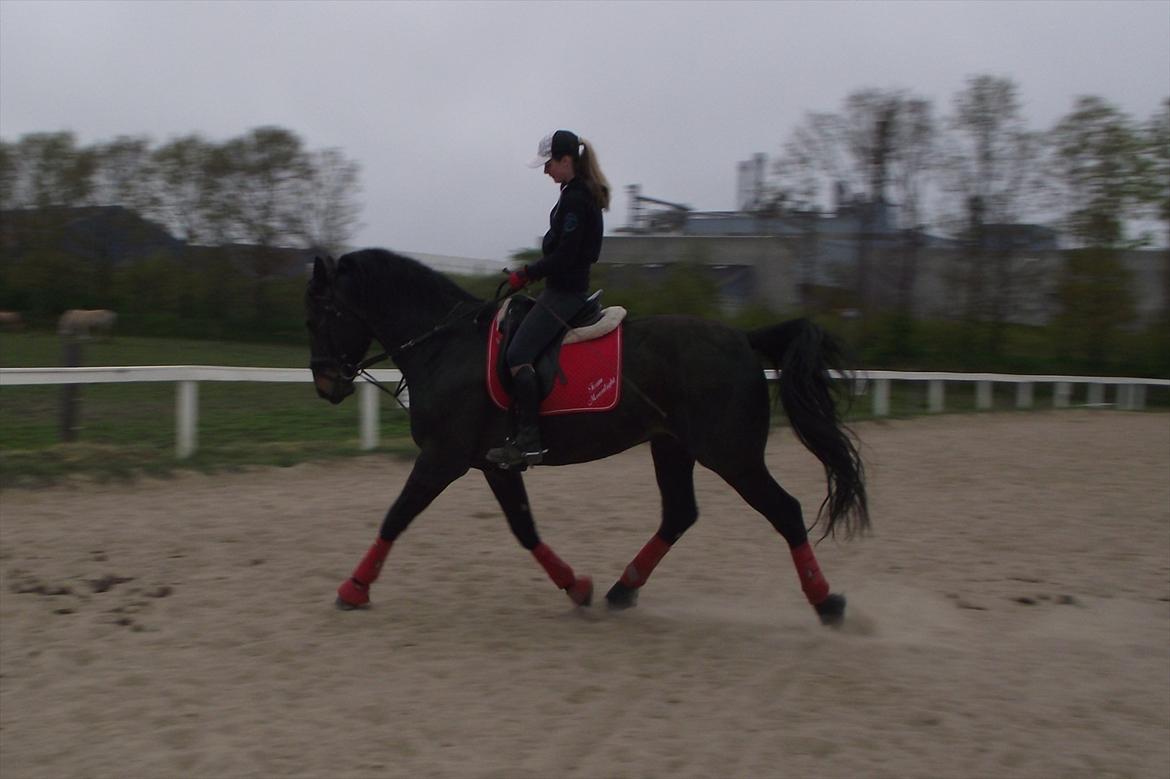 Anden særlig race Moonlight *SENDT TILBAGE* billede 17