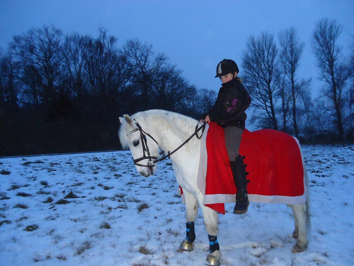 Welsh Pony (sec B) Hvide Charlie <3 - Velkommen til Hvide"s profil;D<3 Foto: Sara billede 1