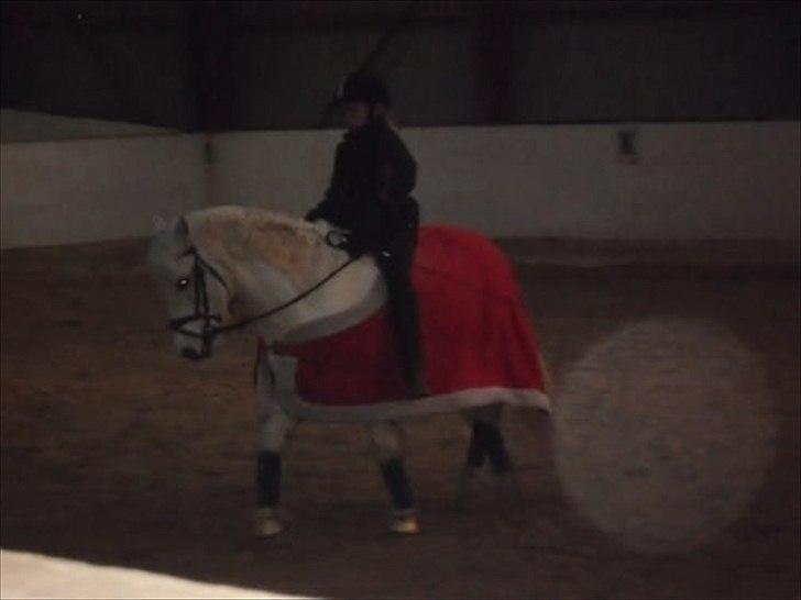 Welsh Pony (sec B) Hvide Charlie <3 - Trav uden sadel<3 Elsker dig!<3  Foto: Sara billede 2