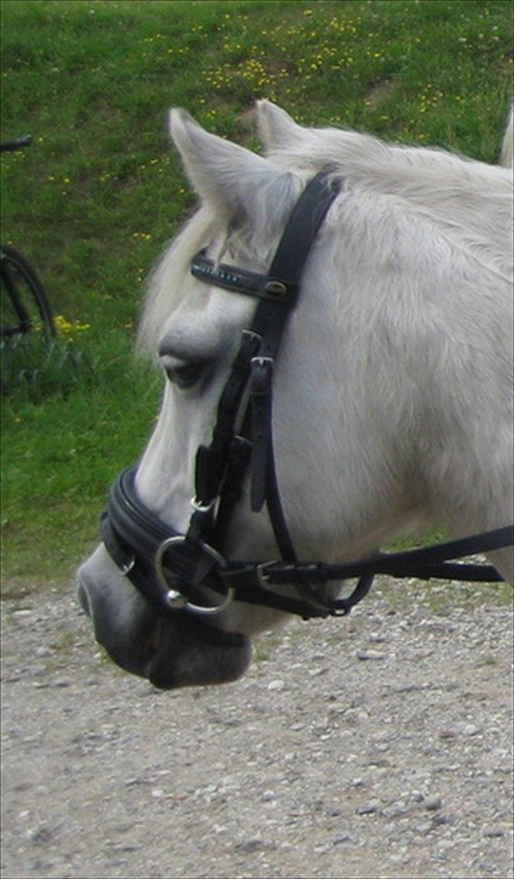 Welsh Pony (sec B) Hvide Charlie <3 - Sommer med Hvide<3;) Foto: Far billede 3