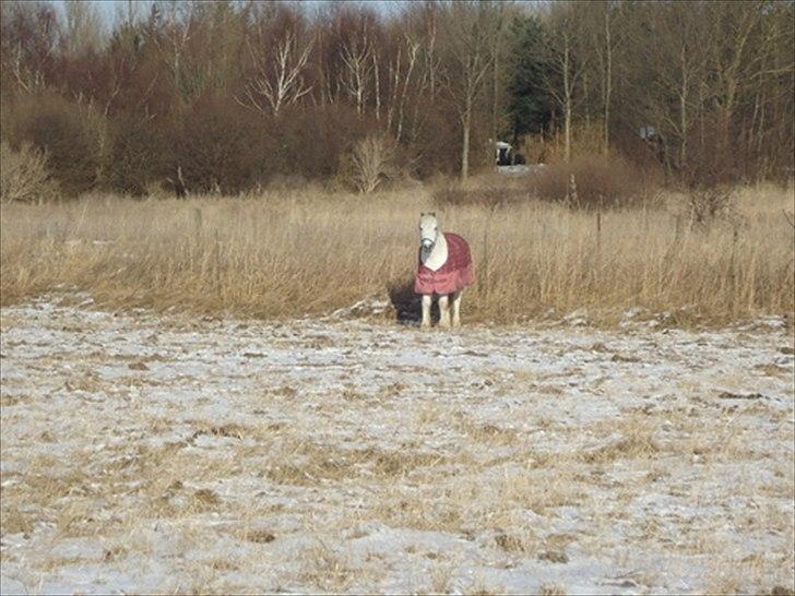 Welsh Pony (sec B) Hvide Charlie <3 - Hvide i sneen 30. Januar;D<3 Foto: Mig billede 4