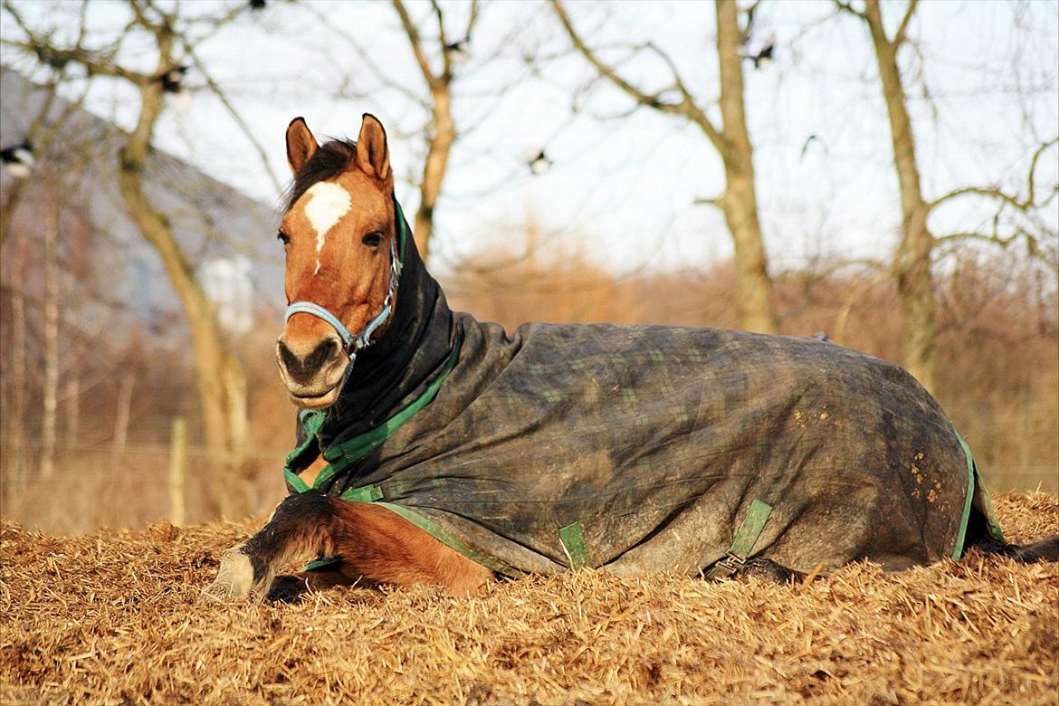 Anden særlig race | Luna   [Min bedsteven] - ©  At noget er perfekt, betyder ikke at det er fejlfrit, men at du ikke ønsker det skal være anderledes <3.
Fotograf - MLS / Forår 2012.  billede 11