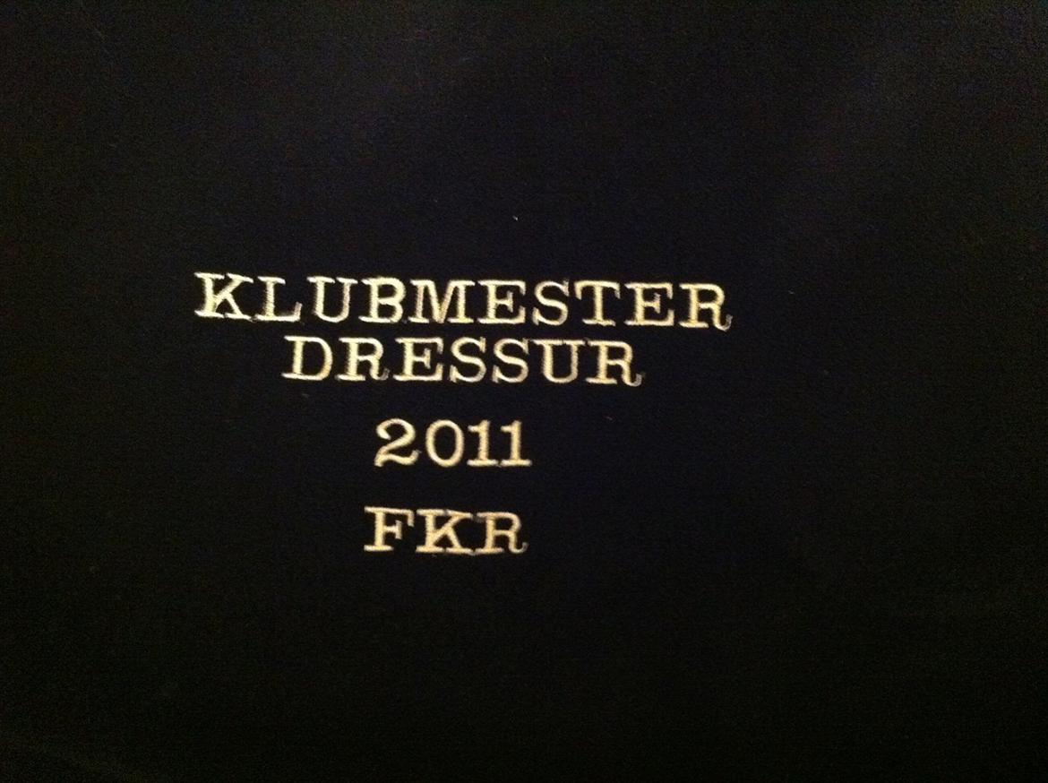 Dansk Varmblod Pasquinel billede 12