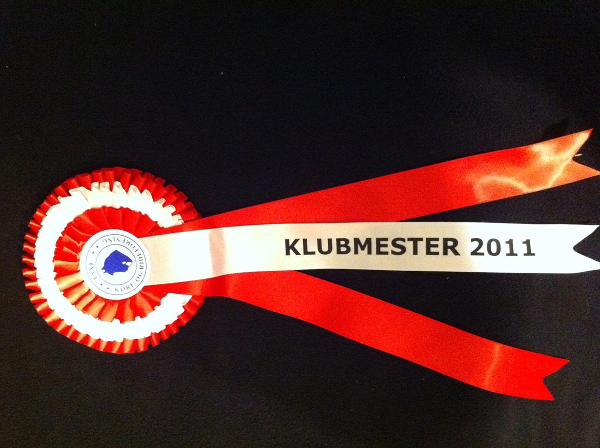 Dansk Varmblod Pasquinel billede 14