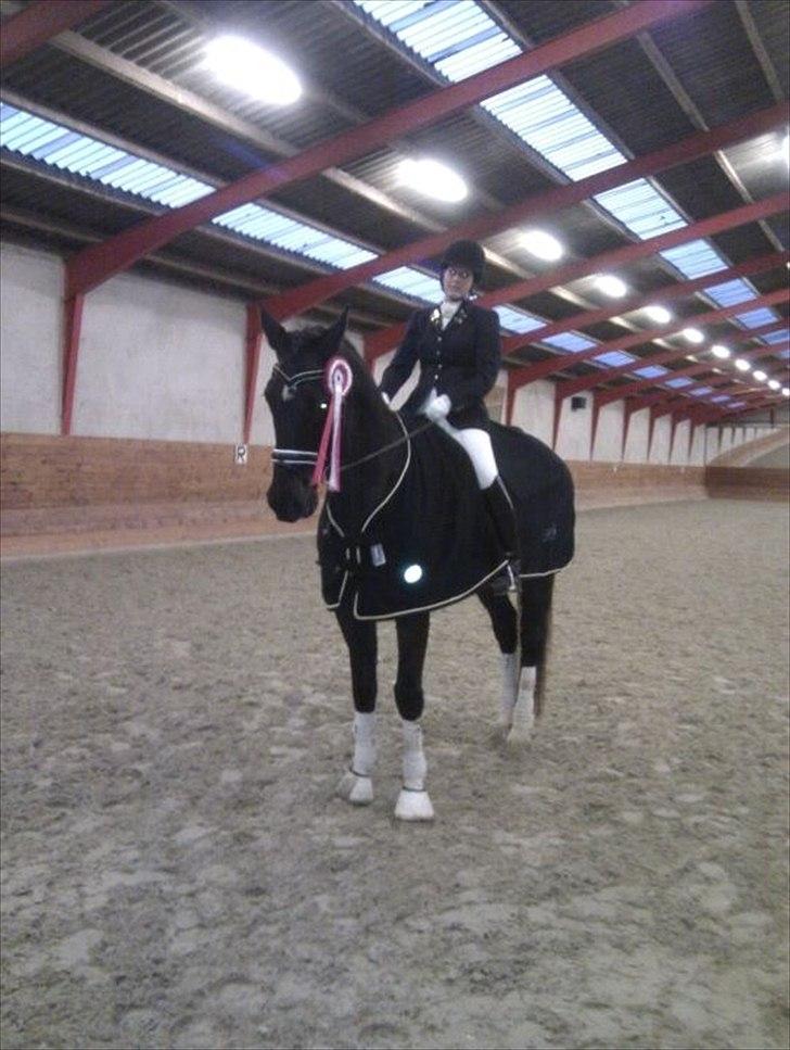 Dansk Varmblod Pasquinel billede 15