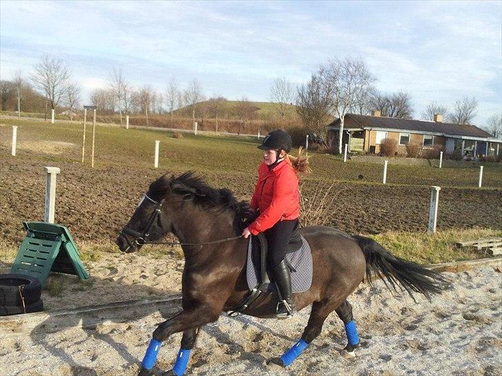 Oldenborg Gipsy - Gallop for lange tøjler!!<3<3<3 billede 8