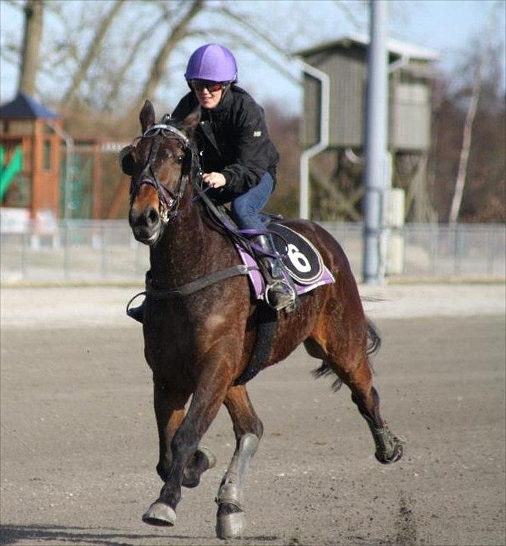 Traver Kimo billede 18