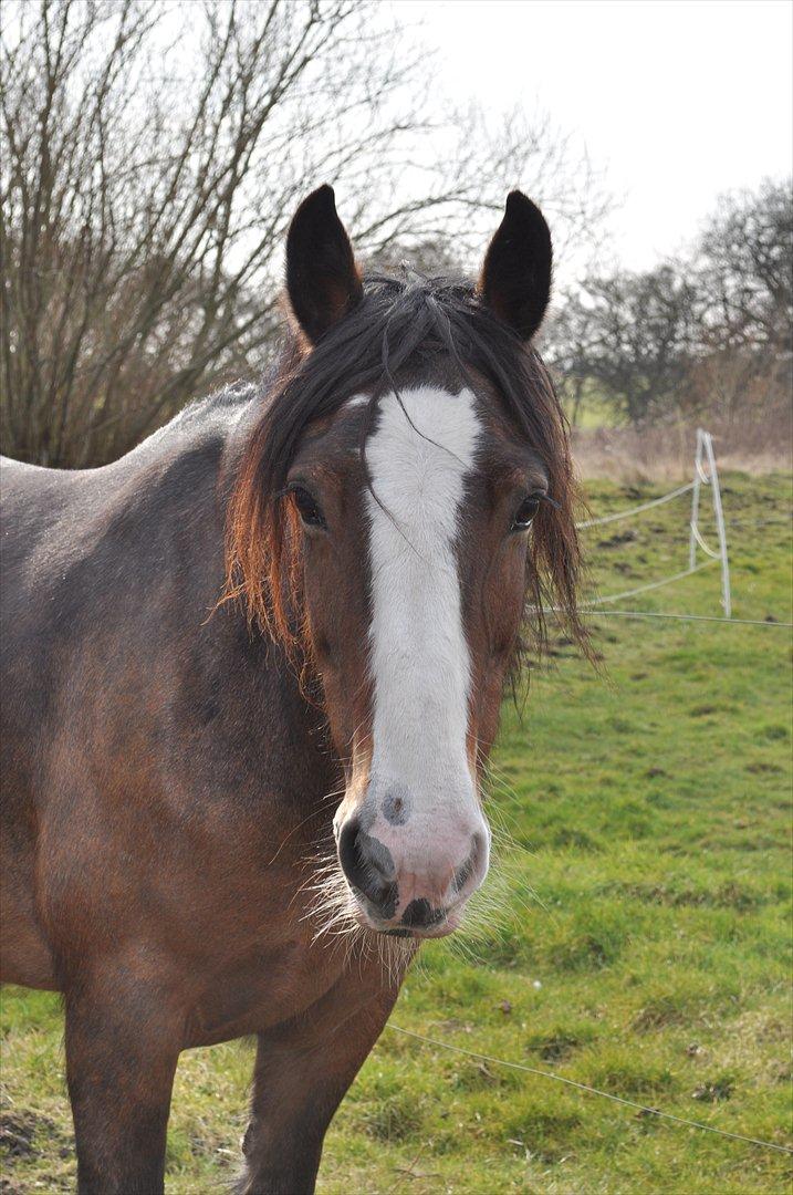 Irish Cob Lotte - Så smuk du er <3 billede 9