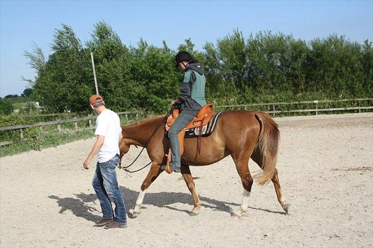 Anden særlig race Kløvermarkens Nikita billede 3