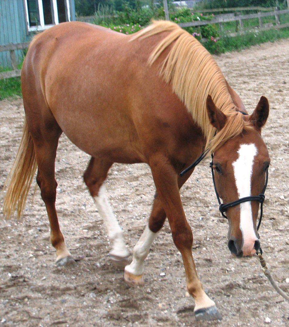 Anden særlig race Kløvermarkens Nikita billede 6