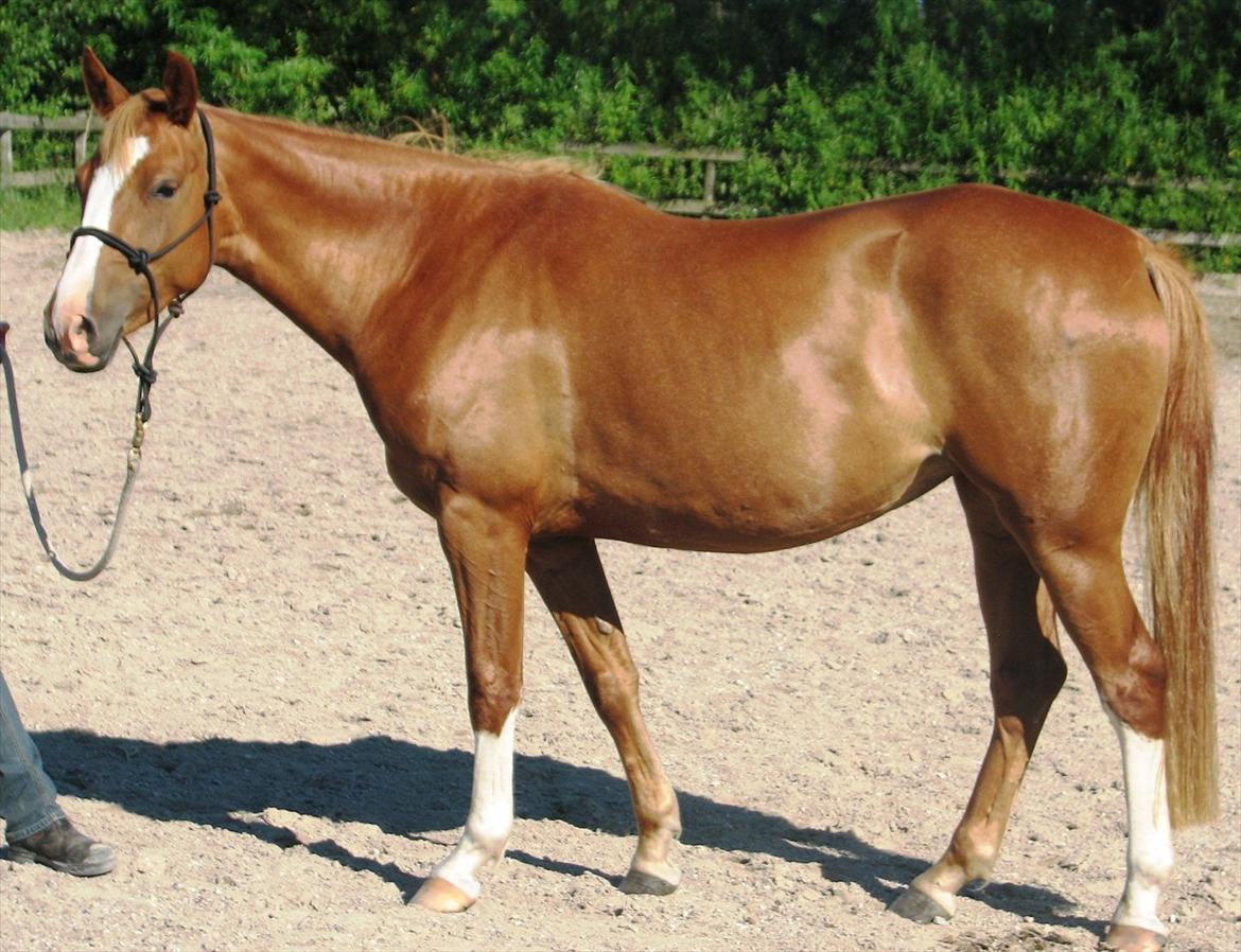 Anden særlig race Kløvermarkens Nikita billede 8