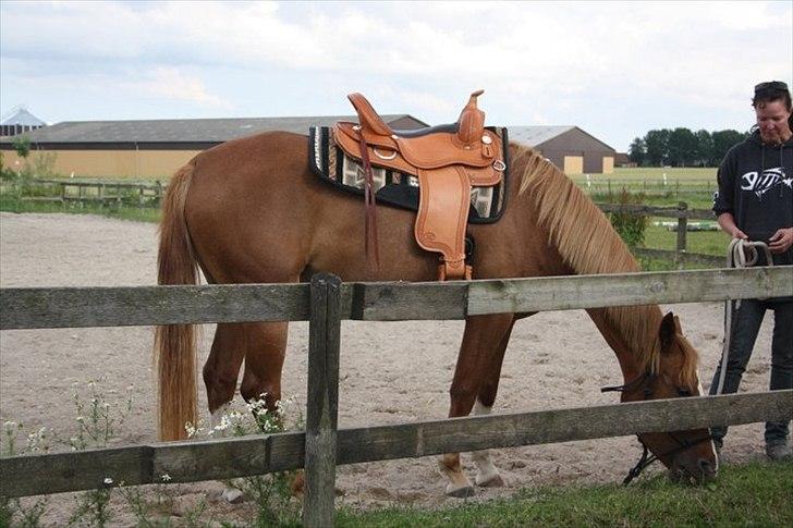 Anden særlig race Kløvermarkens Nikita billede 11