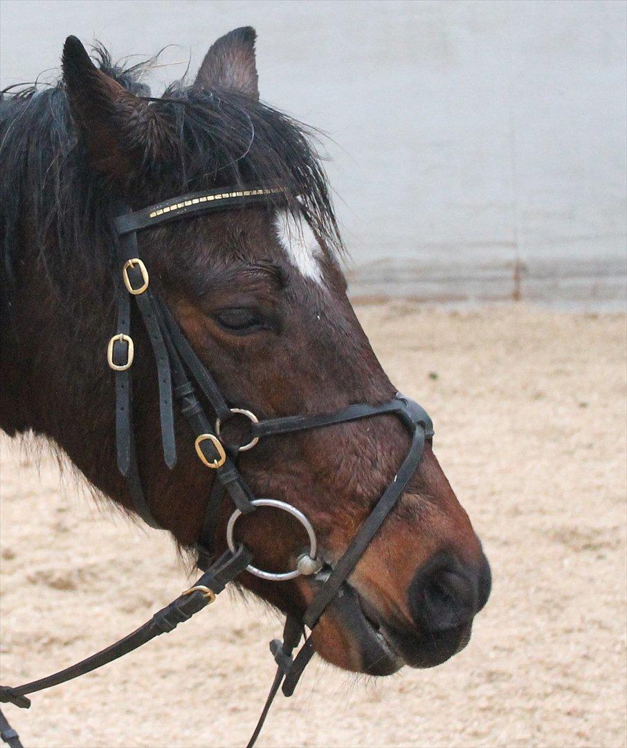Anden særlig race Nicole *Tidl. part* - Elsker'Dig!<33 billede 2