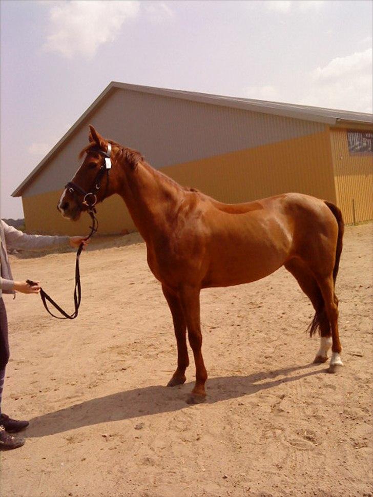 DSP Caryenne S   - Smukke pony :-) billede 16