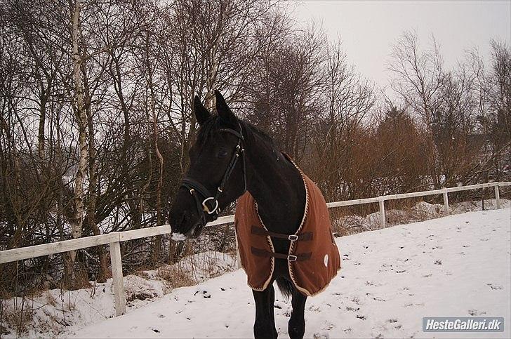 Oldenborg Vester Løkke`s Montana (Solgt ) RIP billede 5