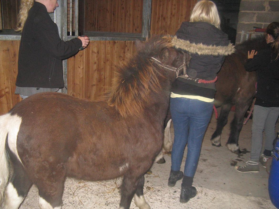 Anden særlig race Gizmo. (førhen Sky) billede 21