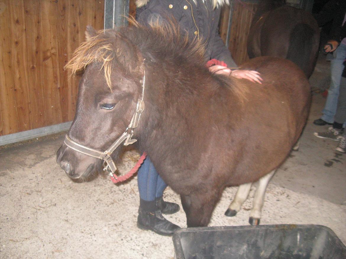 Anden særlig race Gizmo. (førhen Sky) billede 29