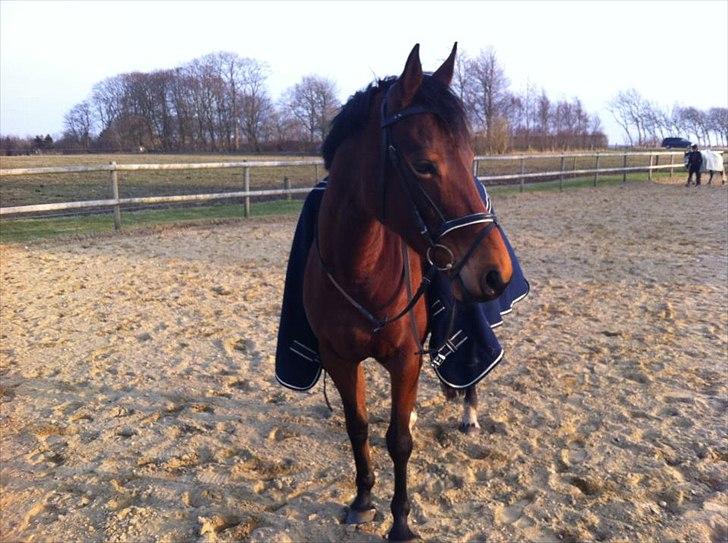 Dansk Varmblod Ringsdalsgaards Chateaux - Solgt! billede 1