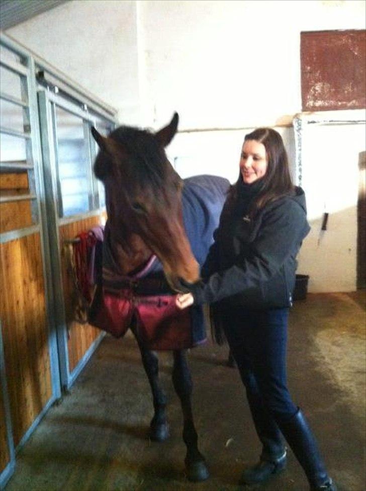 Dansk Varmblod Ringsdalsgaards Chateaux - Solgt! billede 19