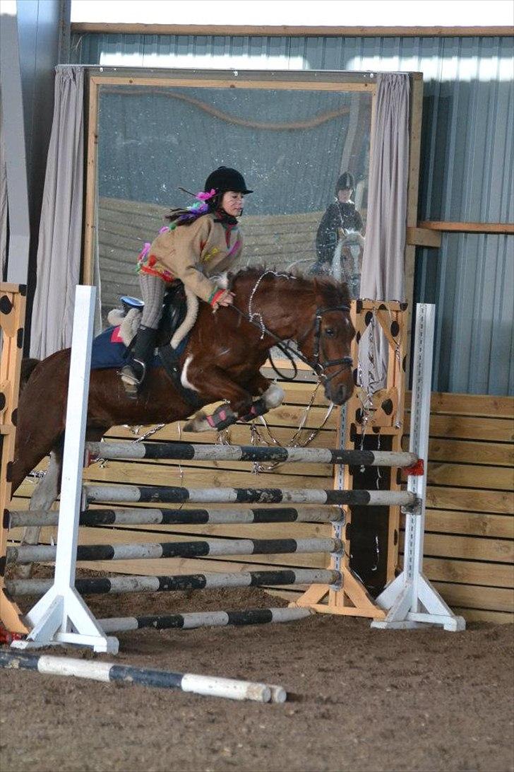 Anden særlig race Josefine - Sponsor spring til fastelavn på Svej.
Vinter februar 2012
Foto: Mie Skoubo billede 3