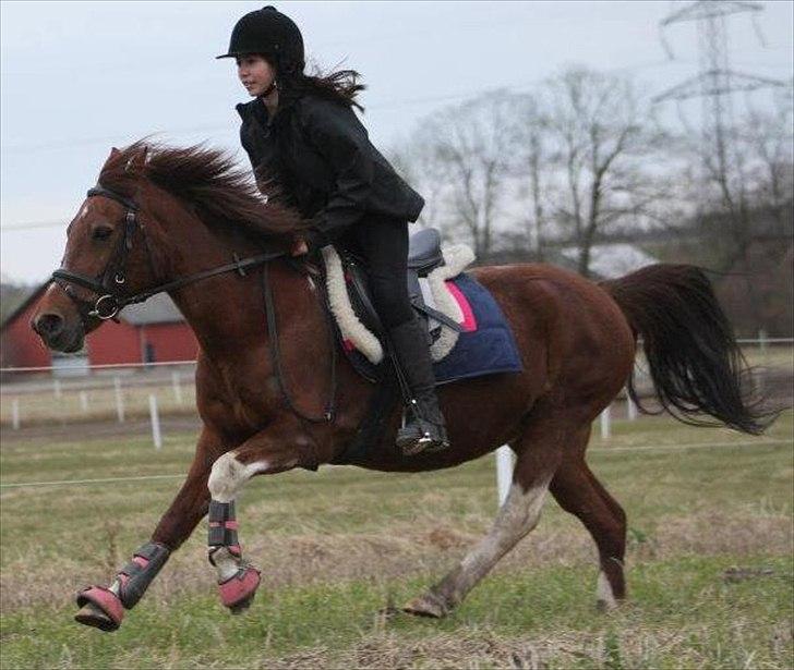 Anden særlig race Josefine - MSP FOTO billede 2