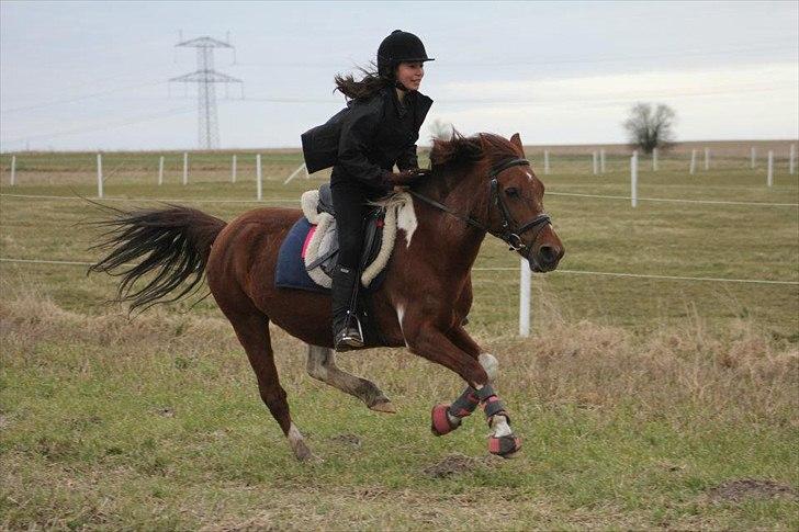 Anden særlig race Josefine - Vinter februar 2012. 

MSP FOTO billede 4