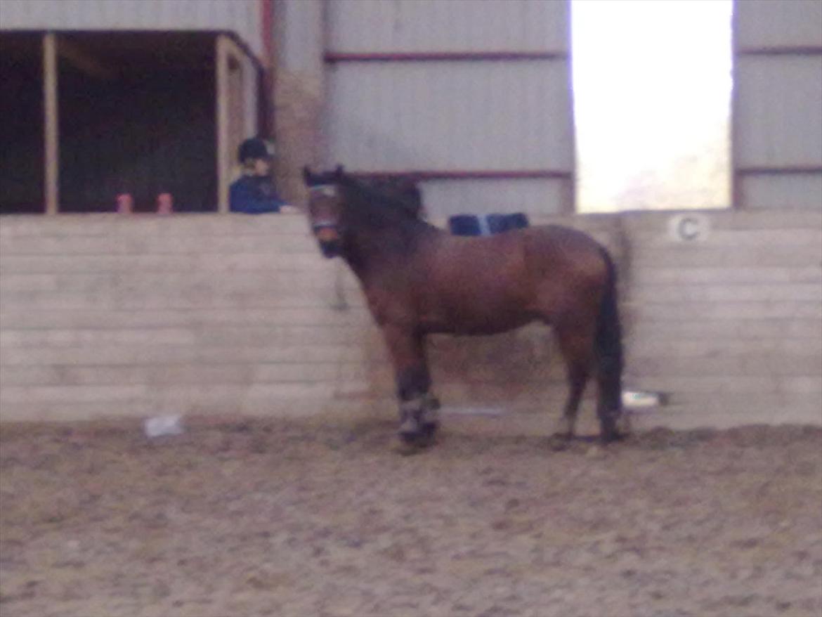 Connemara Fedtmule - søde mule og Nana(-: billede 1