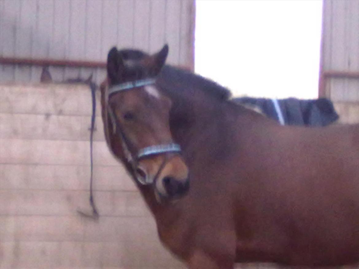 Connemara Fedtmule - det er jo lidt intrasant det der med nogle bomme... :-P billede 2