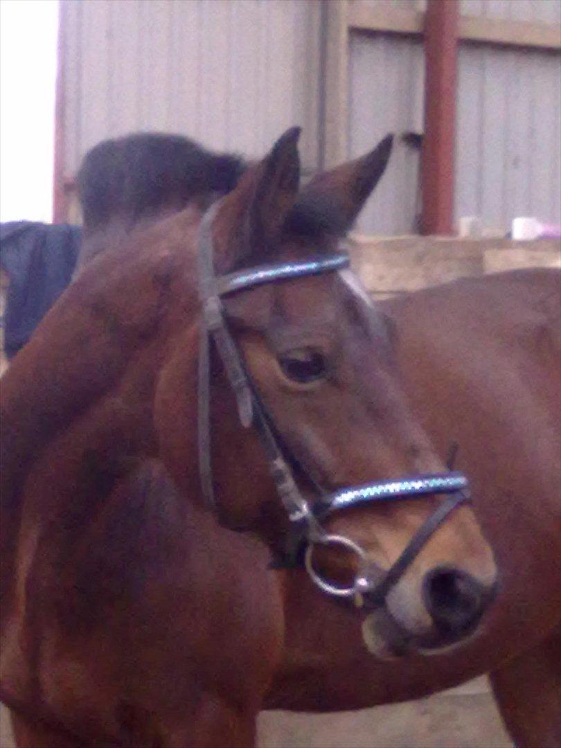 Connemara Fedtmule - Lækkerhed.dk!! det er nok det allerbedste billed i hele verden, som jeg har lille mulemand ;-) billede 3