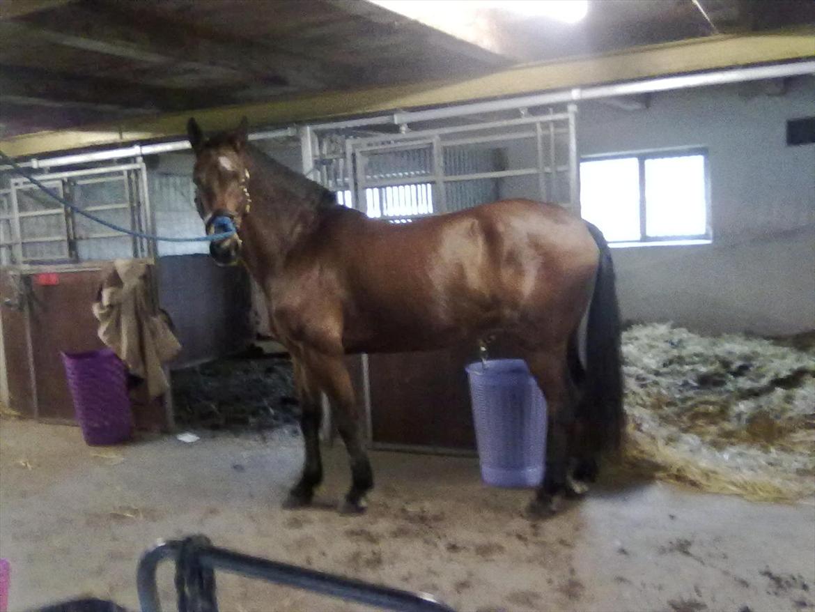 Connemara Fedtmule - du er da bare dejlig fedtmule!! billede 4