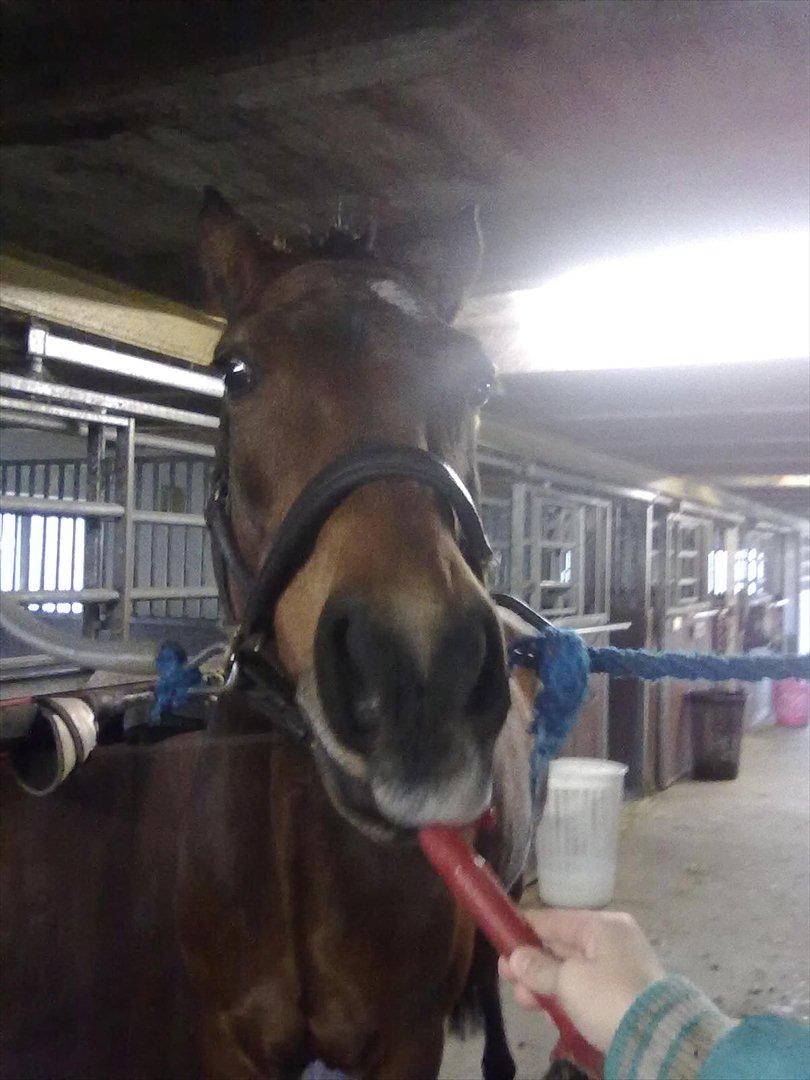 Connemara Fedtmule - mums, den smager da vidst godt den hovrenser:-S billede 5