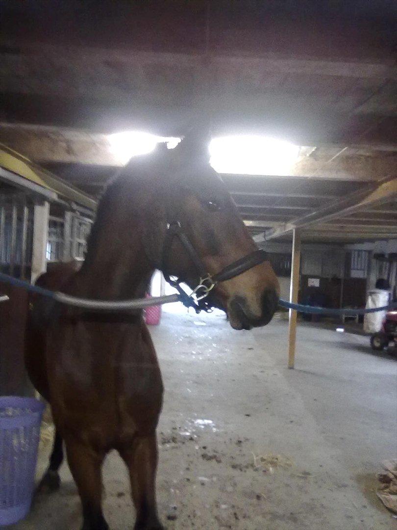 Connemara Fedtmule - ej nu bliver jeg jo helt genert... billede 6