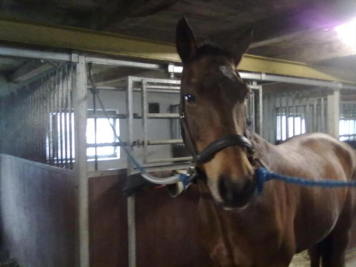 Connemara Fedtmule - jeg er da bare smuk... billede 7