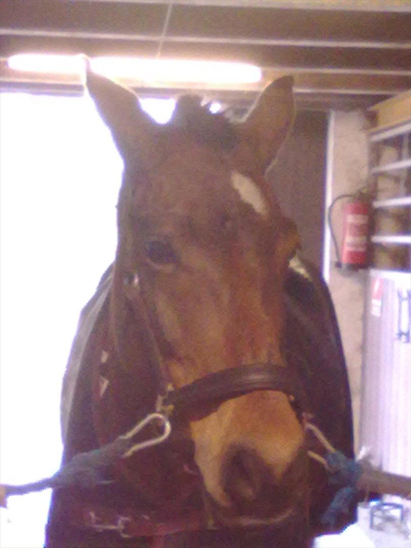 Connemara Fedtmule - Lækker.com billede 8