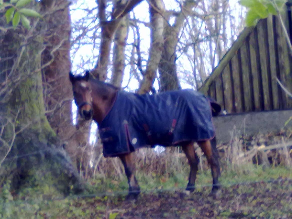 Connemara Fedtmule - mule på folden:-D billede 9