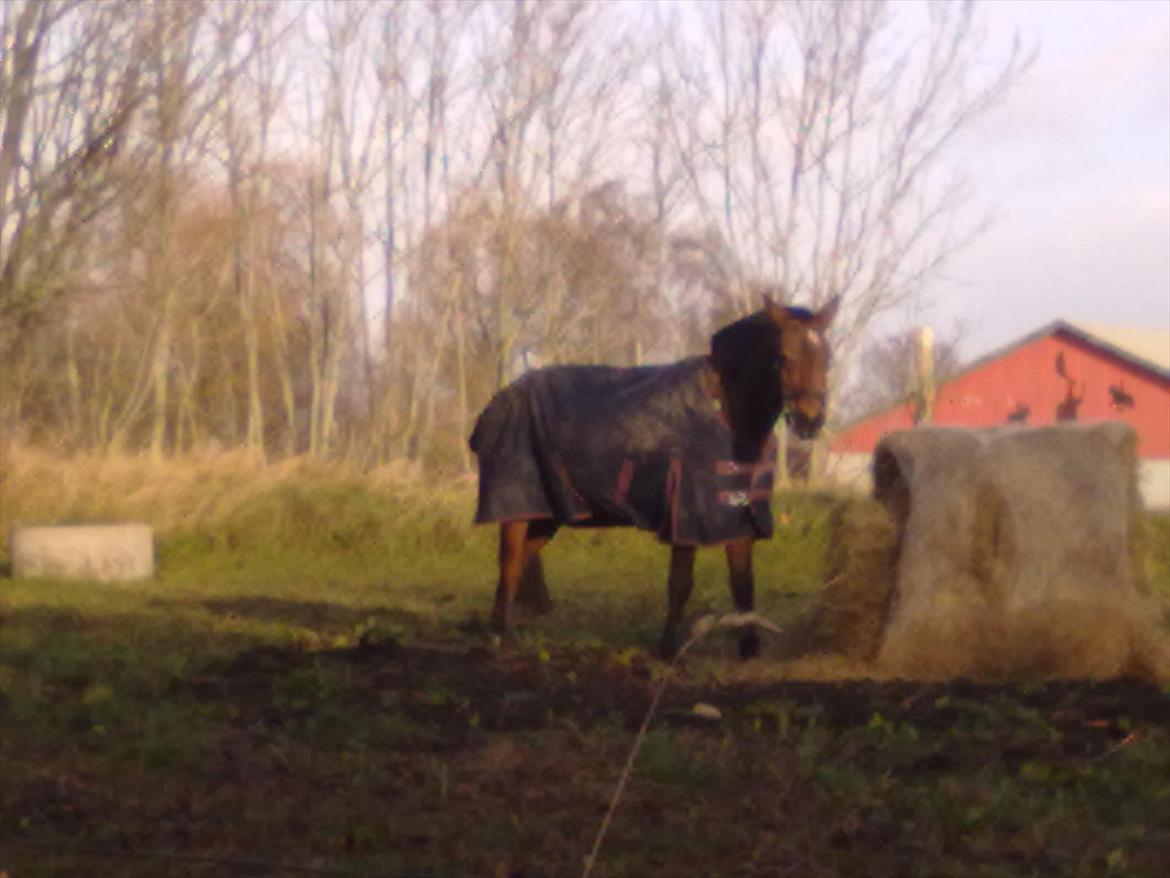 Connemara Fedtmule - smukke fedtmule på folden:-D i-) billede 10