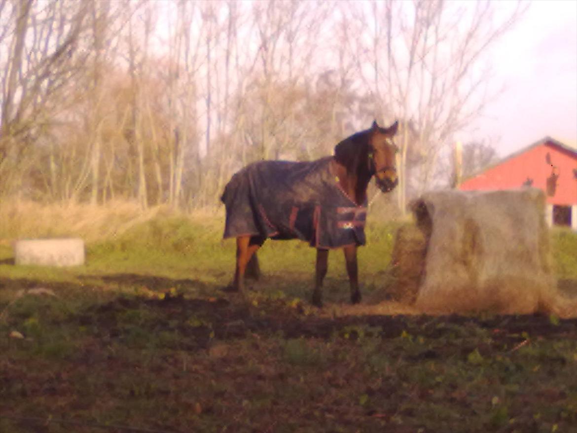 Connemara Fedtmule - smukke fedtmule på folden:-D i-) billede 11