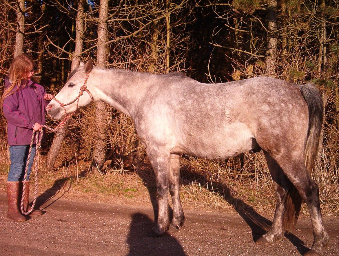 Welsh Partbred (Sec F) Shimano billede 2