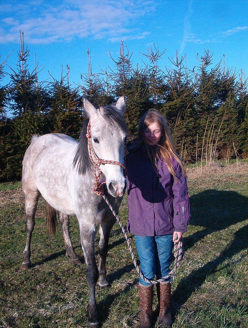 Welsh Partbred (Sec F) Shimano - Agnes, har du set alt det grønne græs? Må jeg ikke få bare lidt? billede 4