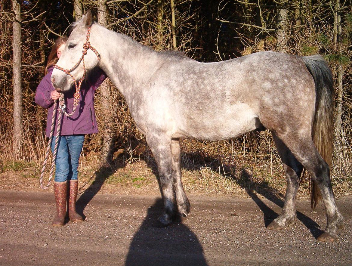 Welsh Partbred (Sec F) Shimano billede 5