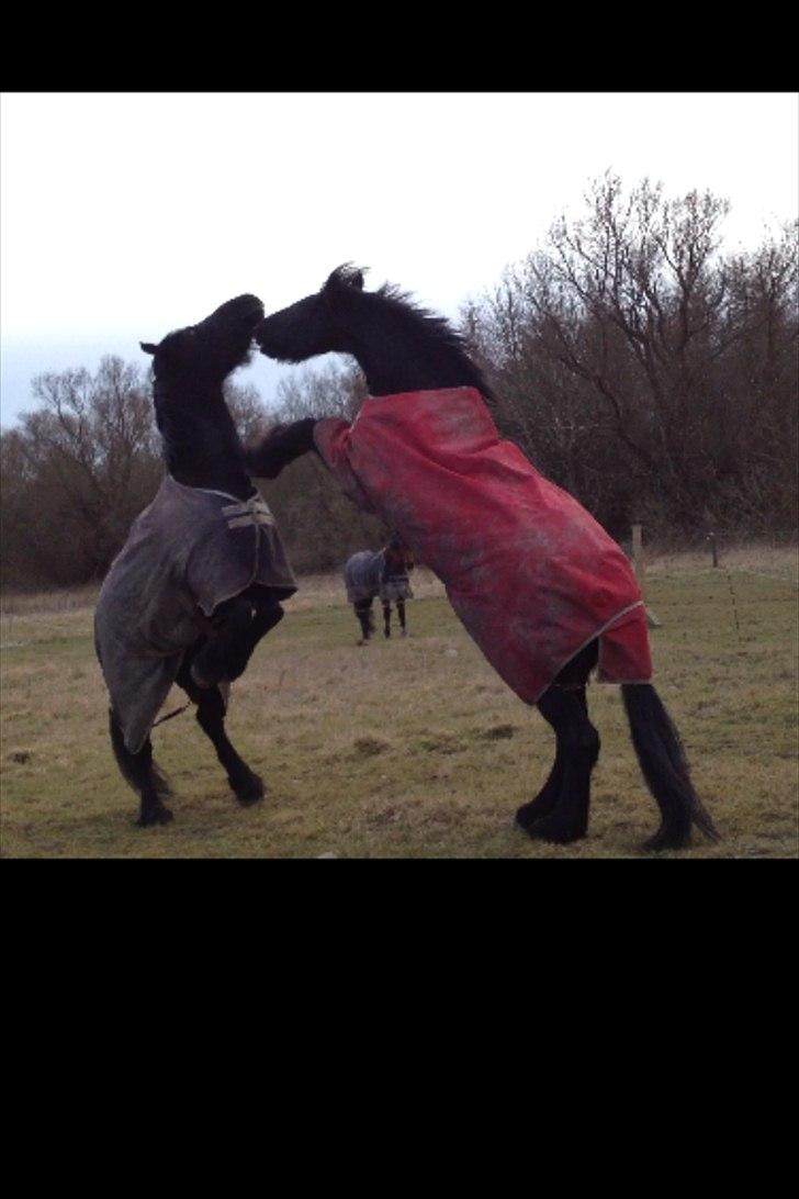 Frieser Simon fan nykro billede 16