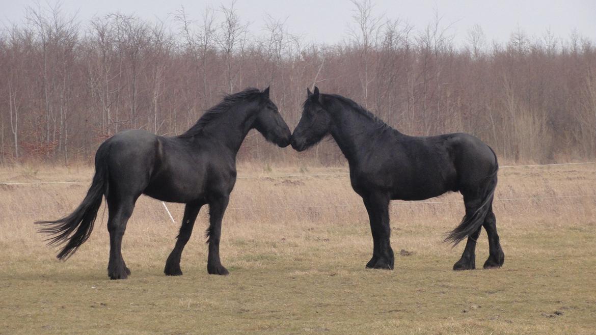 Frieser Twan (solgt) billede 11