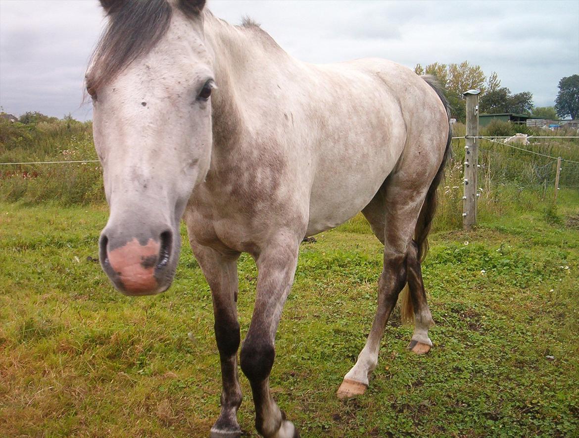 Welsh Partbred (Sec F) Shimano - Halløj dernede! Hvad laver I ? billede 10