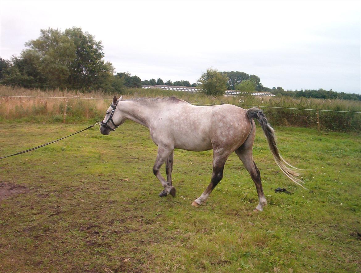 Welsh Partbred (Sec F) Shimano - Ruuundt i ring..... billede 11